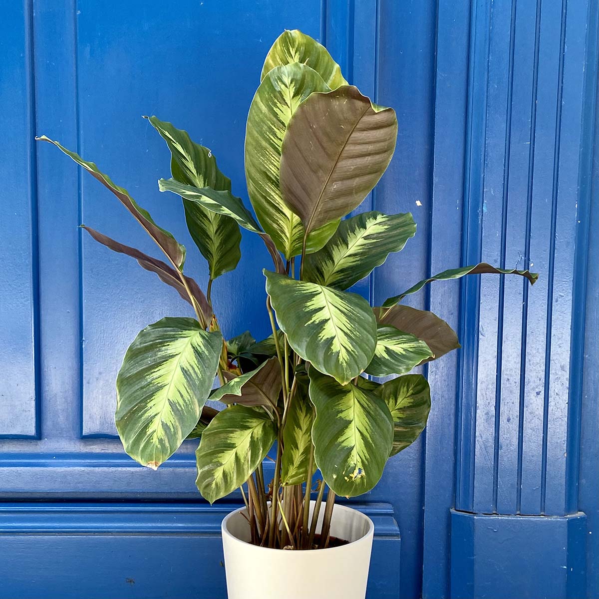 Plante verte « Calathea »